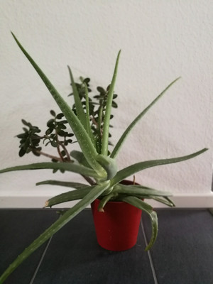 Aloe vera Pflanze kaufen Aloe vera kaufen