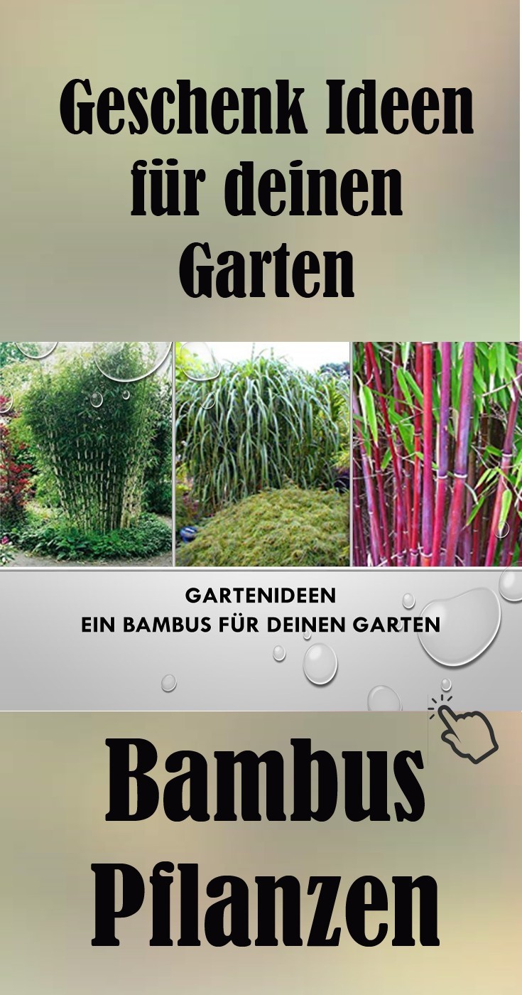 Geschenk Idee für deinen Garten Bambuspflanzen online günstig kaufen und verschenken Geschenk Idee für deinen Garten Bambuspflanzen online günstig kaufen und verschenken